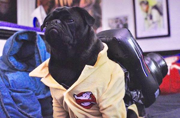 /Images/uploads/PUG NATION RESCUE OF LOS ANGELES/pugnationcalendar/entries/2471thumb.jpg
